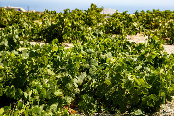 Fototapeta na wymiar Vineyards at the winery. Grape bushes.