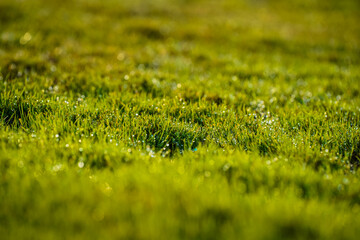 Grass with many water beads