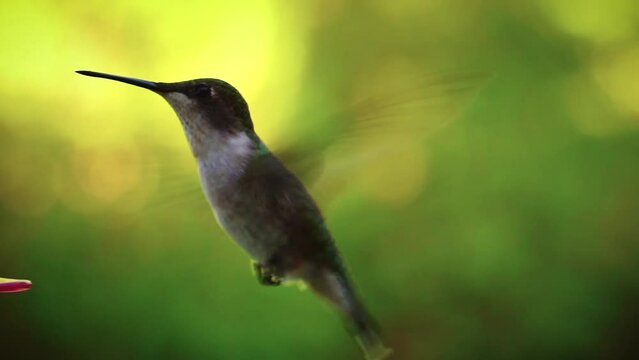 Macro close up of hummingbird with bokeh background blur