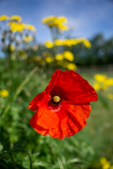 Obraz premium red poppy flower