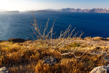 Dried plant on the coast of Santorini island.