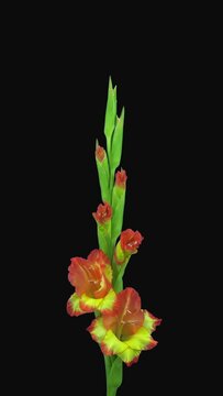 Time lapse of opening hybrid gladiolus flower isolated on black background, vertical orientation