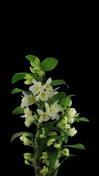 Time lapse of opening Orchid Dendrobium (Nobile type hybrid) isolated on black background, vertical orientation
