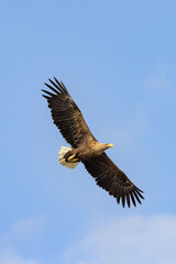White-tailed Eagle (haliaeetus albicilla) flying in the blue sky in the delta of Volga River