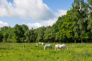 Fototapeta premium Chevaux blancs dans les pâturages du Marais du grand Hazé à Briouze