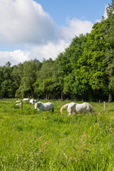 Obraz premium Chevaux blancs dans les pâturages du Marais du grand Hazé à Briouze