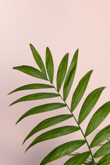 Fototapeta na wymiar palm leaf with shadow on a pink background 