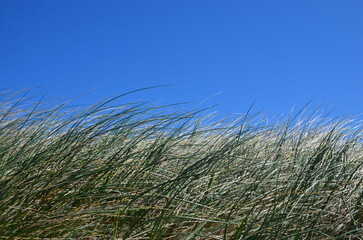 Sand dunes overgrown with grass, blue sky background