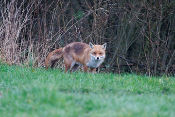 A wild fox cautiously looks for food