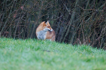 Naklejka na ściany i meble A wild fox cautiously looks for food