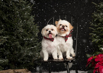 Two Shih Tzu dogs with red plaid Christmas collars with bows sit on a black chair in front of lighted evergreen trees, holidays, festive, happy, 