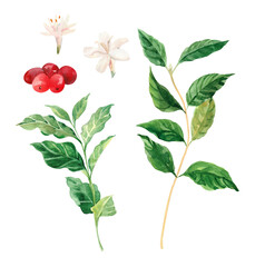 Watercolor hand painted coffee tree branch, flowers and beans. Coffee plant. Ripening of coffee berries. Watercolor illustrations isolated on white background