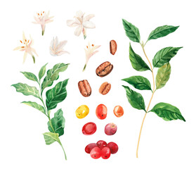 Watercolor hand painted coffee tree branch, flowers and beans. Coffee plant. Ripening of coffee berries. Watercolor illustrations isolated on white background - obrazy, fototapety, plakaty