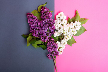 flowers lilac white and purple on a double background of gray and pink. spring bouquet