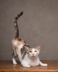 Skinny Calico adult cat crouching with tail in the air in the studio