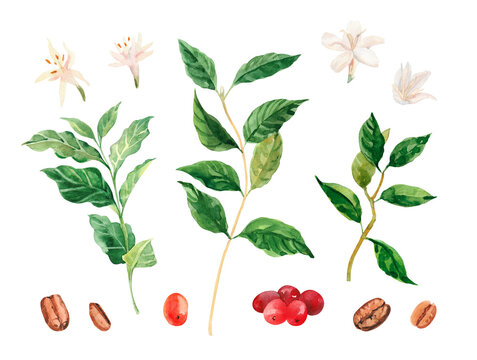 Watercolor hand painted coffee tree branch, flowers and beans. Coffee plant. Ripening of coffee berries. Watercolor illustrations isolated on white background