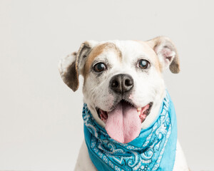 Big scruffy mutt with funny ears and open mouth showing a big tongue smiles for the camera wearing a turquoise bandana in the studio