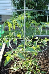 Tomato plant in a garden 