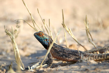 Ground Agama, Kgalagadi, South Africa