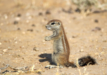 Naklejka na ściany i meble Young Cape Ground Squirrel, Kgalagadi, South Africa
