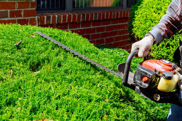 A man trimming hedge with trimmer machine the maintenance work