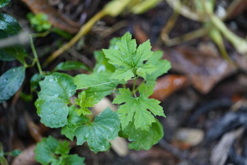 VEGITABLE LEAF
