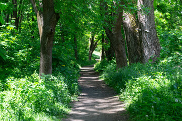 path in the forest