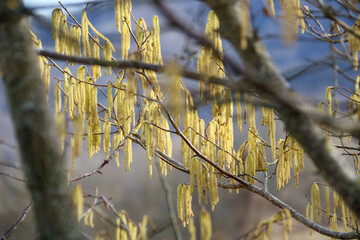 yellow pendulous inflorescence composed of male flowers on corylus avellana