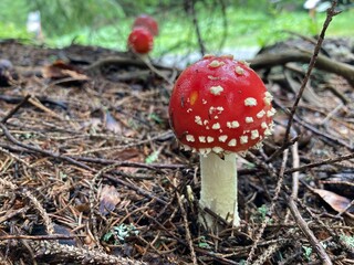 toadstool in the forest - 508676279