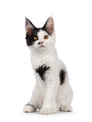 Cute black and white Maine Coon cat kitten, sitting up facing front. Looking straight to camera with sweet head tilt. Isolated on a white background. Paws crossed.