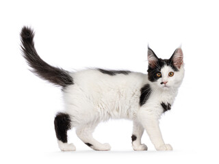 Cute black and white Maine Coon cat kitten, walking side ways. Looking towards  camera. Isolated on...
