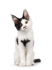 Cute black and white Maine Coon cat kitten, sitting up facing front. Looking straight to camera...