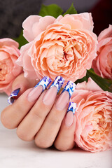 Hand with long artificial blue and white french manicured nails and pink Peony flower. Fashion and stylish manicure.
