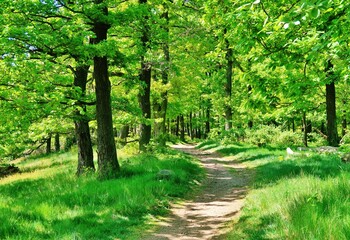 Wald am Grossen Drachenstein, Eisenach