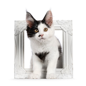 Cute black and white Maine Coon cat kitten, sitting through empty picture frame. Isolated on a white background.