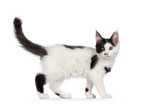 Cute black and white Maine Coon cat kitten, walking side ways. Looking towards  camera. Isolated on a white background.