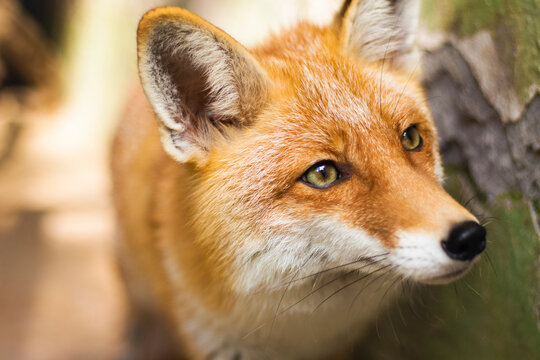 Red Fox - Vulpes vulpes, sitting up at attention, direct eye contact, face, tree bokeh in background. High quality photo