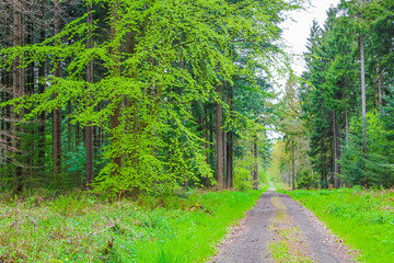 Natural panorama view with pathway green plants trees forest Germany.