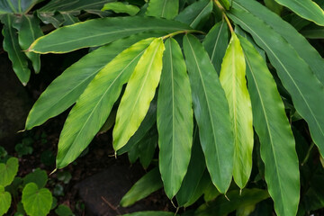 Branch of cardamom with green leaves