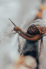 Snail on a wooden garden. The snail glides over the wet wood texture trying to climb from one board to another. Macro close-up of a blurred background. Short depth of field.Arianta arbustorum.