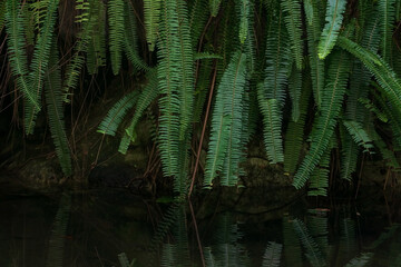 Green fern thickets over water