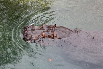 Hippopotame en nage