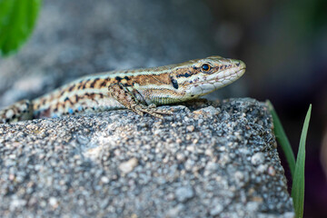 Lézard commun