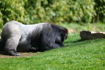 Pause de Gorille