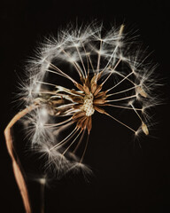 dry dandelion seed head