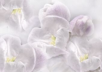 Fowers  white.   Floral spring background.  Close-up. Nature.