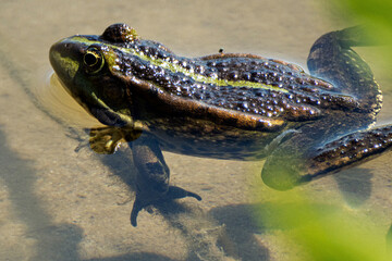 Iberische meerkikker -  iberian lake frog