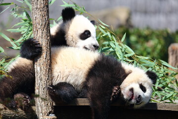 Fototapeta premium Jeu de Panda