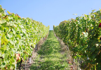 Wine yards in Stuttgart region in Germany in October