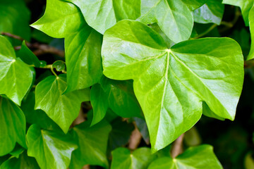 Fototapeta na wymiar Closeup of English ivy leaves in summer, West Midlands, England, UK